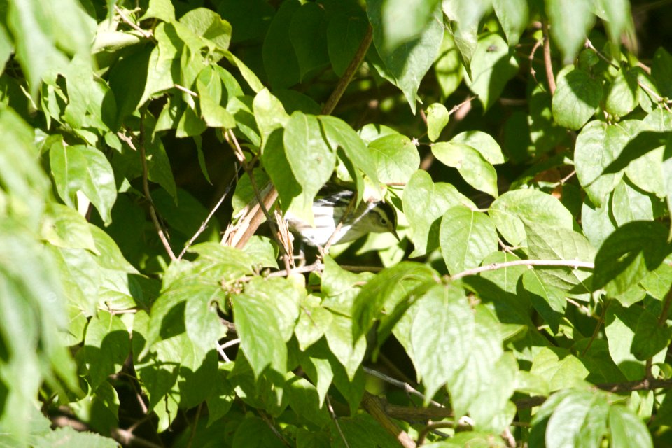 IMG 0464c Black-and-White Warbler (I or F) LeVasseur Park Kankakee IL 8-23-2017