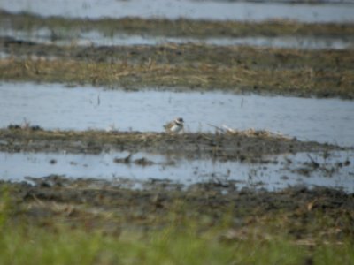 DSCN0247c Semipalmated Plover Willowhaven Area Kankakee Co IL 5-8-2017