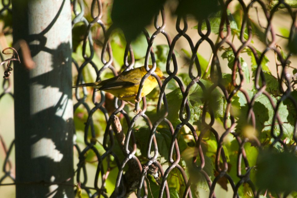 IMG 1171c Wilson's Warbler LeVasseur Park Kankakee-IL 9-6-2017