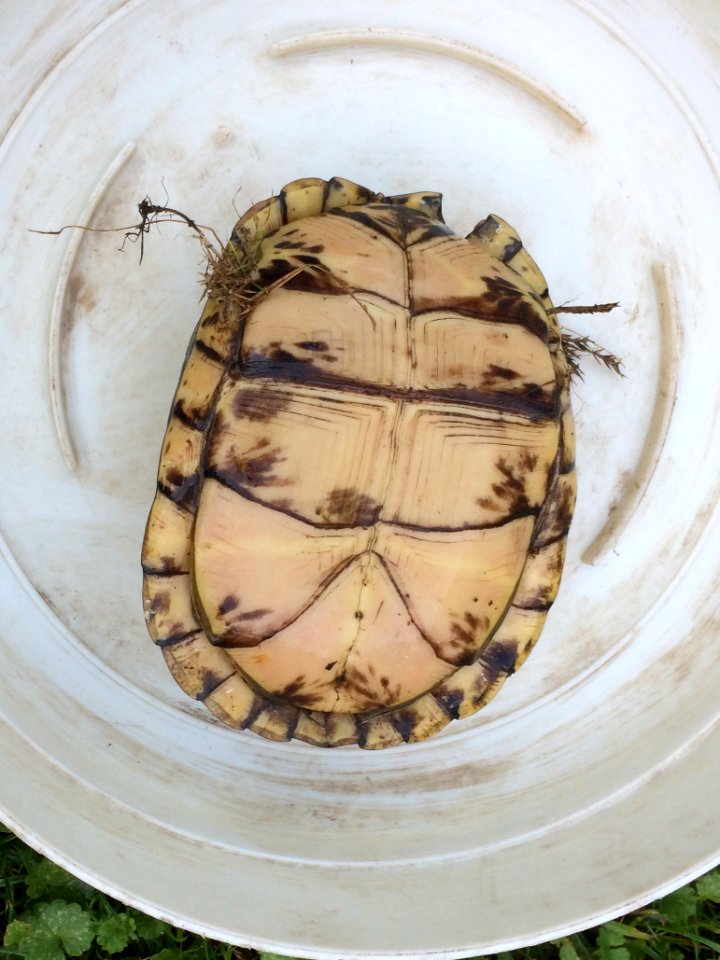 IMG 0287c Eastern Box Turtle? Hse-Kankakee IL 8-7-2017