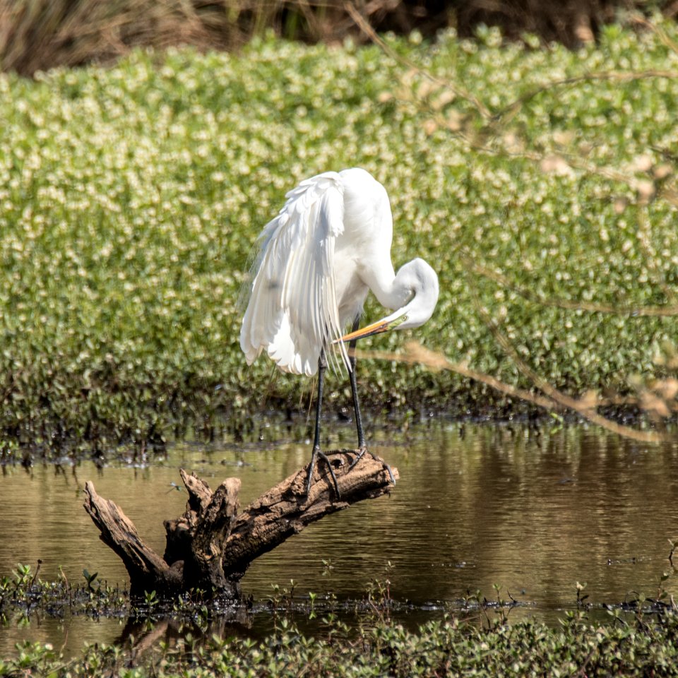 White Egret
