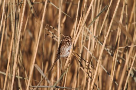 IMG 5813c Song Sparrow Willowhaven Area Kankakee Co IL 11-25-2017