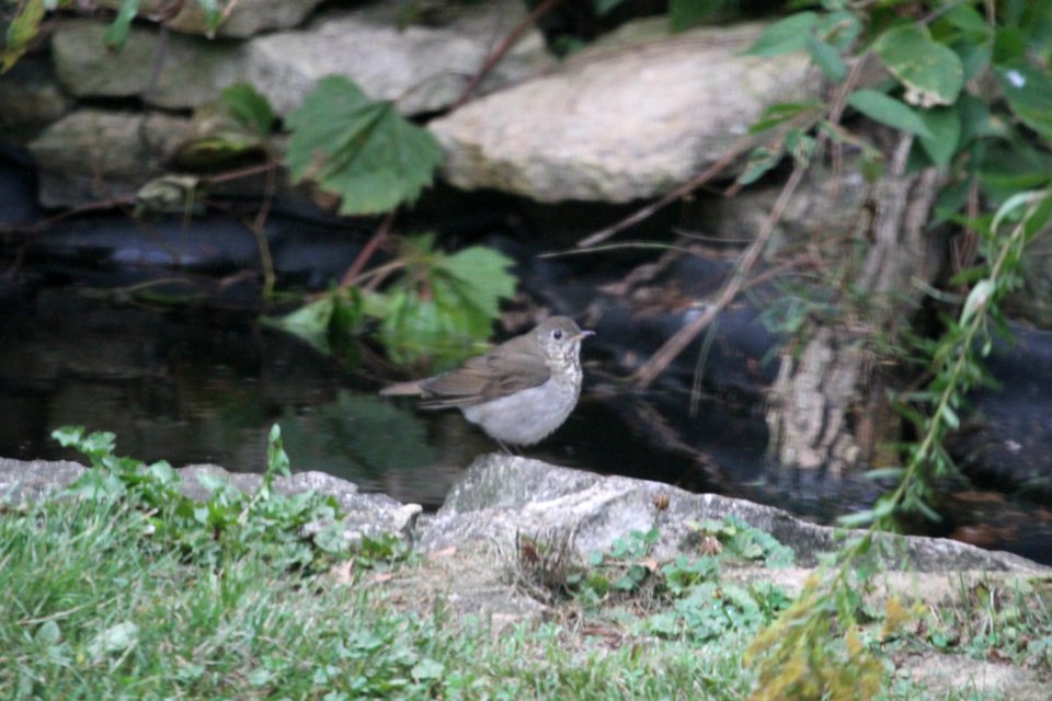 IMG 3514c Gray-cheeked Thrush Hse Kankakee IL 10-3-2017