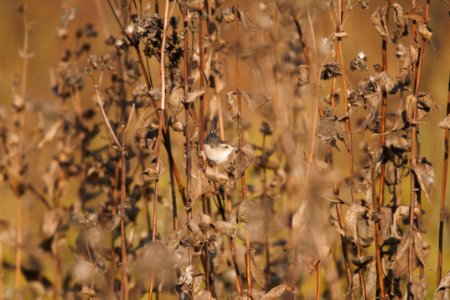 IMG 3245c Sedge Wren Perry Farm Kankakee Co IL 9-29-2017