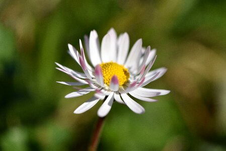 Bloom white pointed flower
