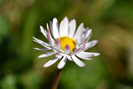 Bloom white pointed flower photo