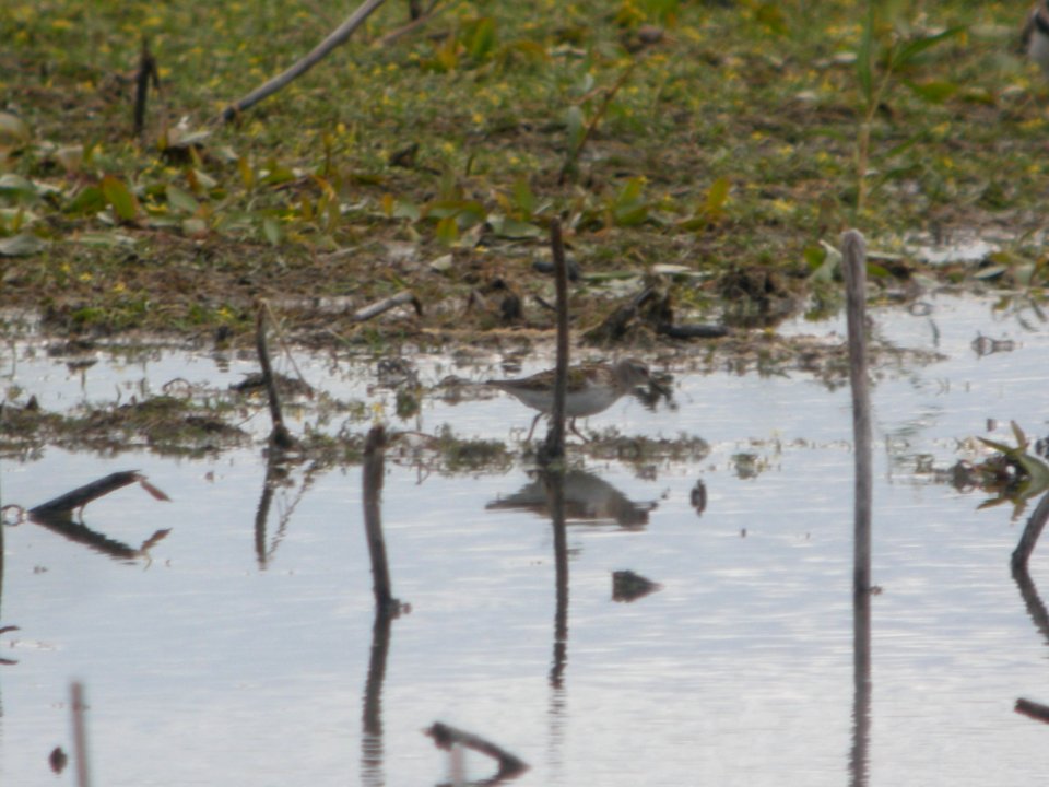DSCN9016c Least Sandpiper LaSalle FWA-IN 8-18-2017