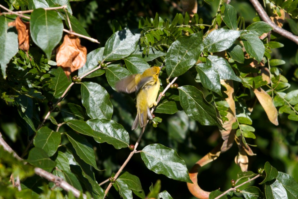 IMG 1384c Wilson's Warbler LeVasseur Park Kankakee-IL 9-6-2017
