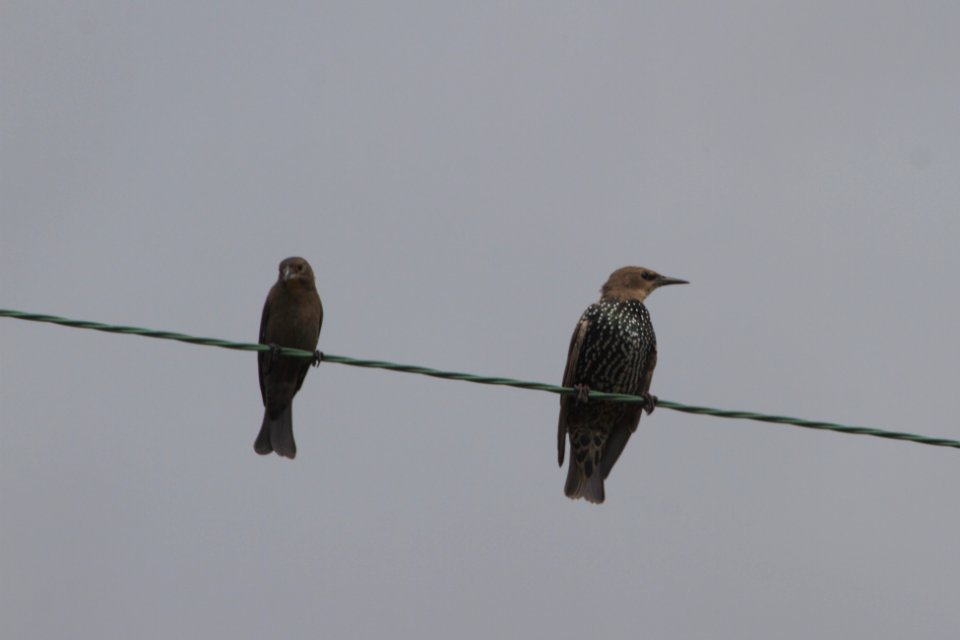 IMG 2224c BH Cowbird European Starling H & E Sod Farm Momence IL 9-19-2017