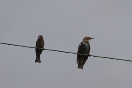 IMG 2224c BH Cowbird European Starling H & E Sod Farm Momence IL 9-19-2017