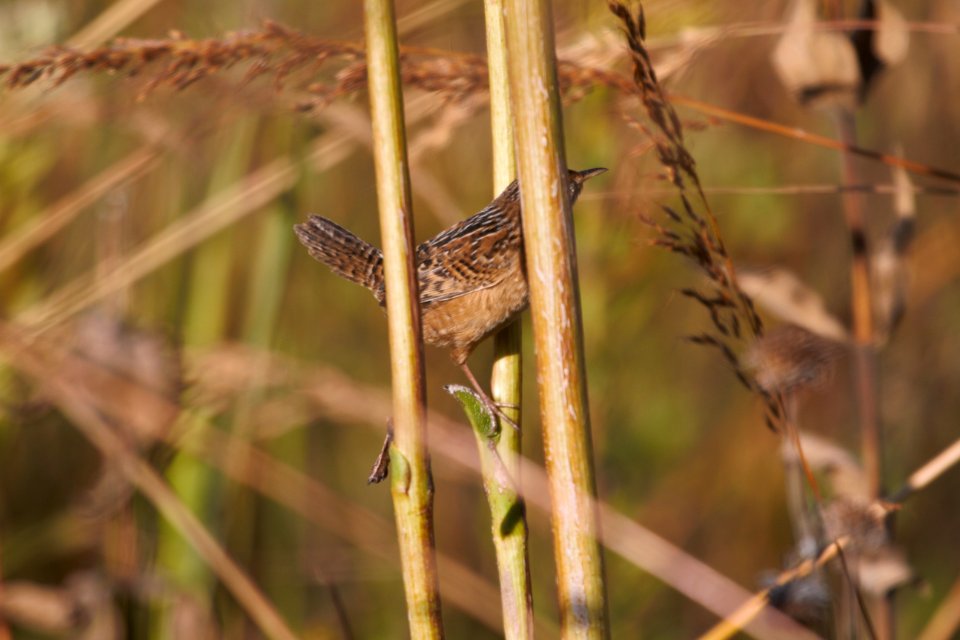 IMG 3271c Sedge Wren Perry Farm Kankakee Co IL 9-29-2017