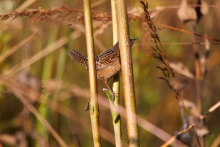 IMG 3271c Sedge Wren Perry Farm Kankakee Co IL 9-29-2017