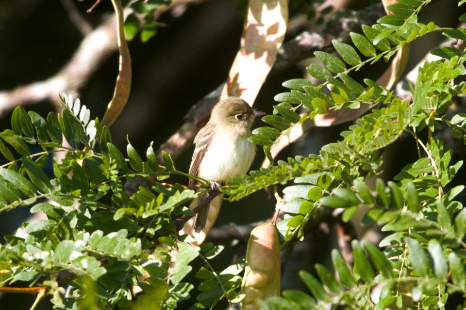 IMG 1197c Least Flycatcher LeVasseur Park Kankakee-IL 9-6-2017