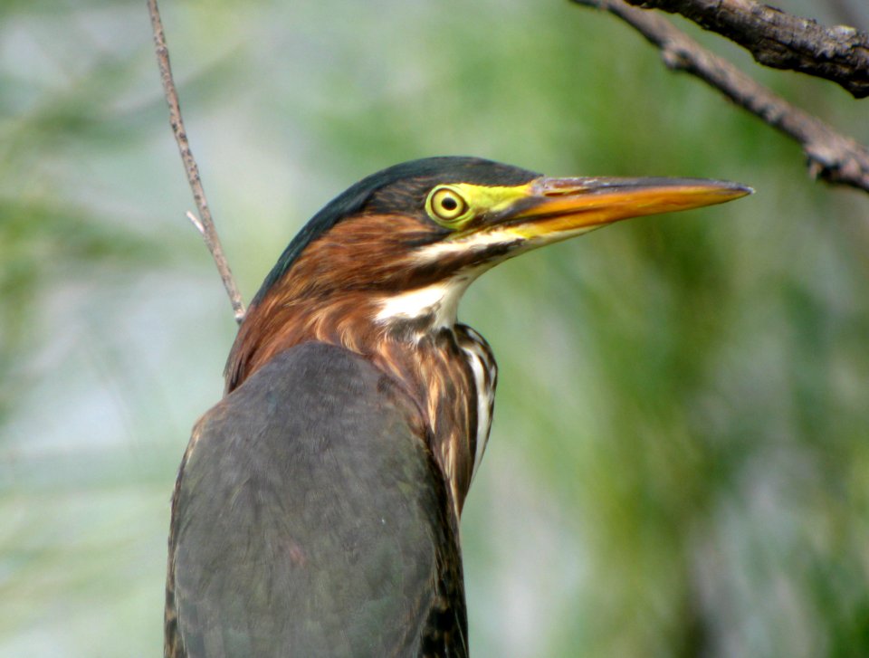 IMG 2497 c Green Heron  Kankakee Co IL 8-17-09