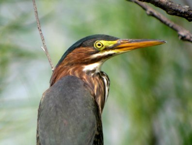 IMG 2497 c Green Heron  Kankakee Co IL 8-17-09