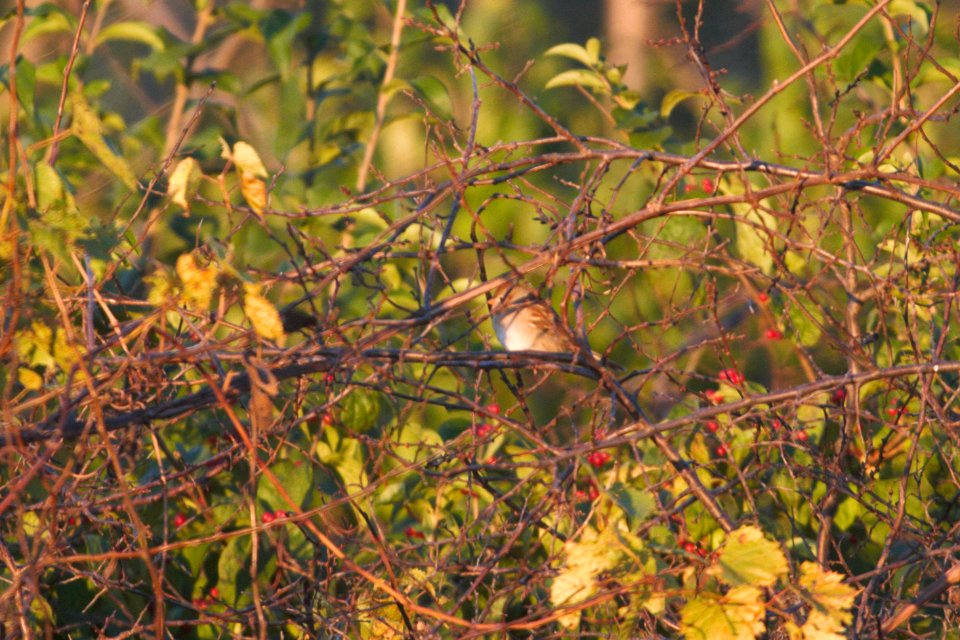 IMG 4818c Field Sparrow Perry Farm Kankakee Co IL 10-18-2017