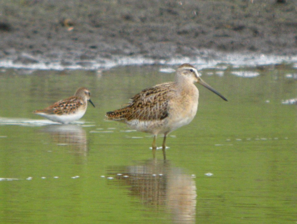 DSCN3426 c Least Sandpiper + Short-billed Dowitcher  Kankakee Co IL 9-1-10