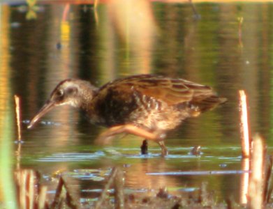 IMG 1753 c Virginia Rail (Juv) Kankakee Sands Enos IN 7-26-09 photo