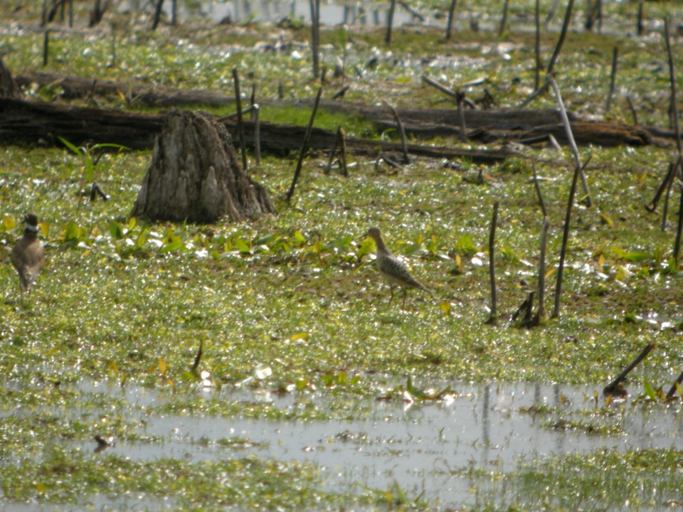DSCN8981c Buff-breated Sandpiper LaSalle FWA-IN 8-18-2017