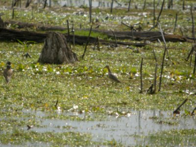DSCN8981c Buff-breated Sandpiper LaSalle FWA-IN 8-18-2017