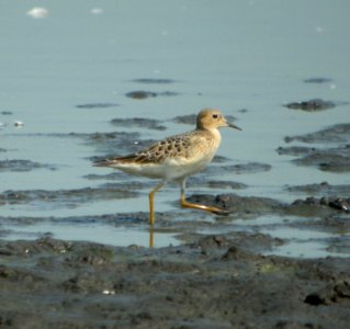 DSCN9056 c Buff-breasted Sandpiper (Juv) Kankakee Co IL 9-3-11