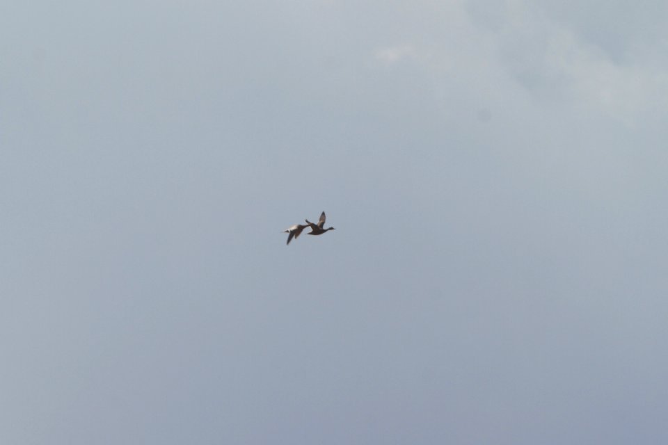 IMG 2295c Cinnamon Colored Northern Pintail H & E Sod Farm Momence IL 9-19-2017