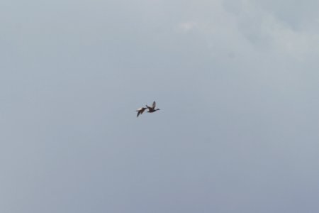 IMG 2295c Cinnamon Colored Northern Pintail H & E Sod Farm Momence IL 9-19-2017