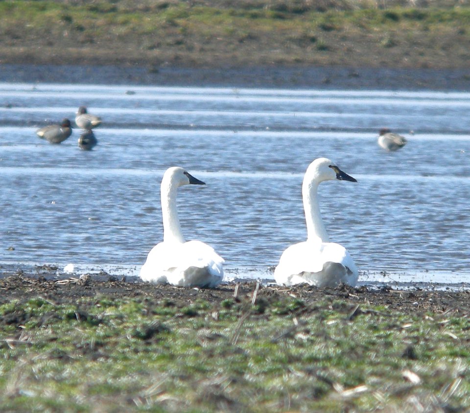 DSCN1796 c Tundra Swan   Newton Co IN 3-14-12