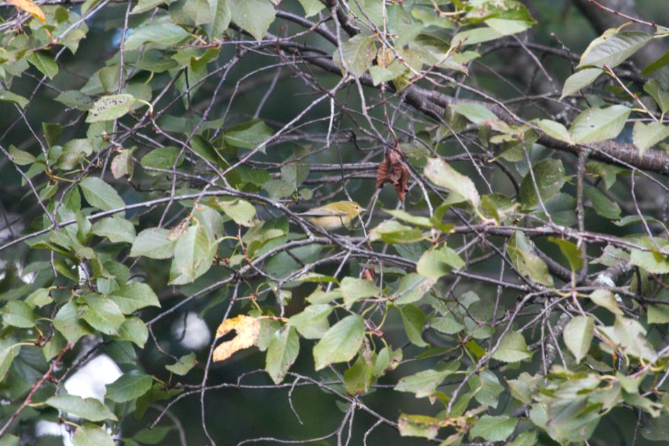IMG 1441c Tennessee Warbler Hse Kankakee-IL 9-6-2017