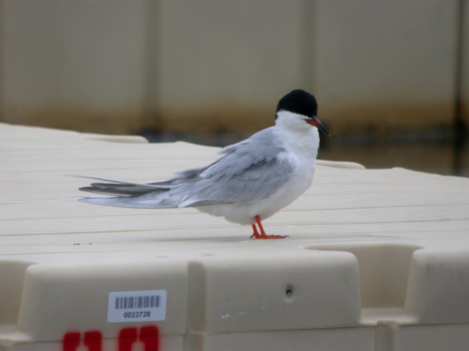 DSCN6524 c Forster's Tern Kankakee IL 4-22-11