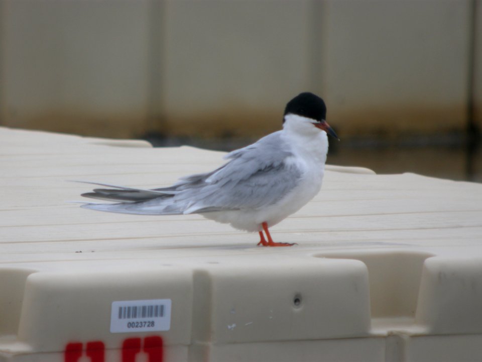 DSCN6524 c Forster's Tern Kankakee IL 4-22-11 photo