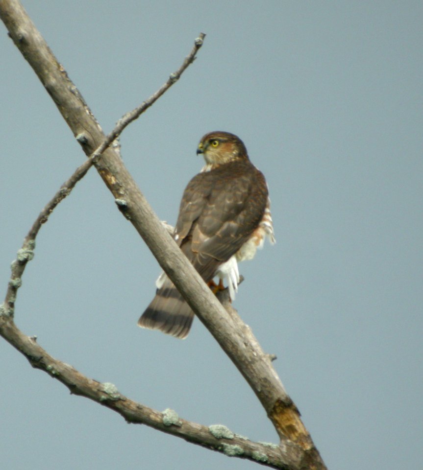 DSCN9267 c Sharp-shinned Hawk   Kankakee Co IL 9-19-11
