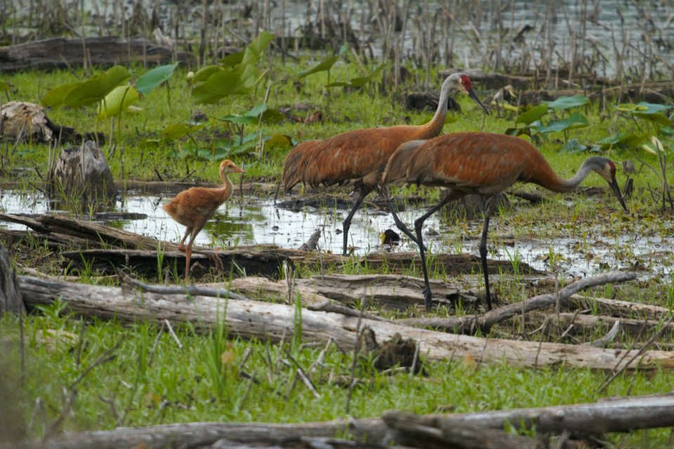 IMG 8247c Sandhill Crane (juv) LaSalle FWA IN 7-14-2017