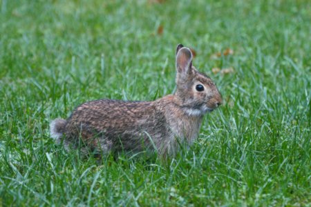 IMG 4328c Eastern Cottontail Hse Kankakee IL 10-14-2017