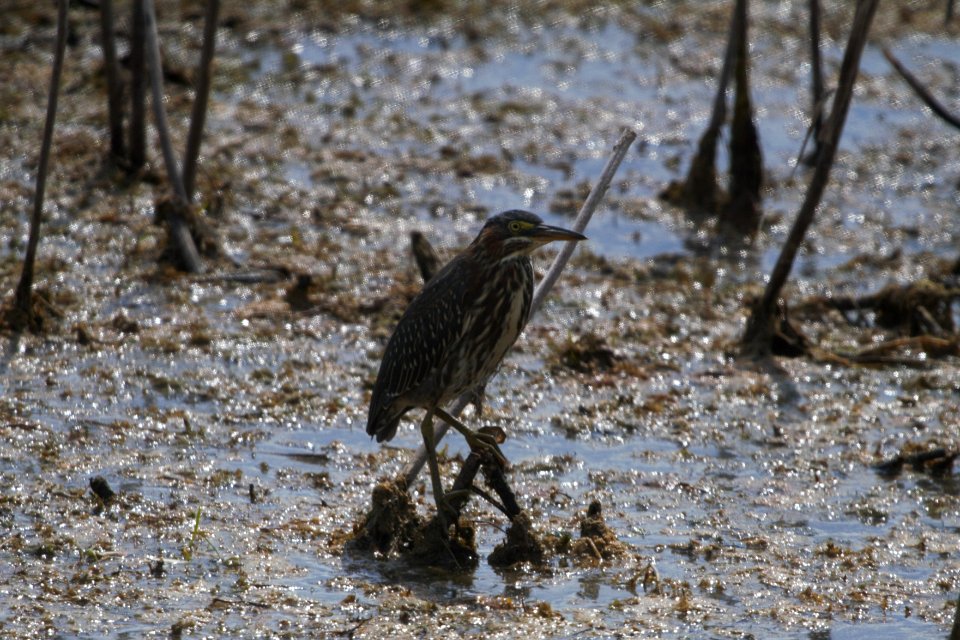 IMG 0281c Green Heron LaSalle FWA IN 8-14-2017