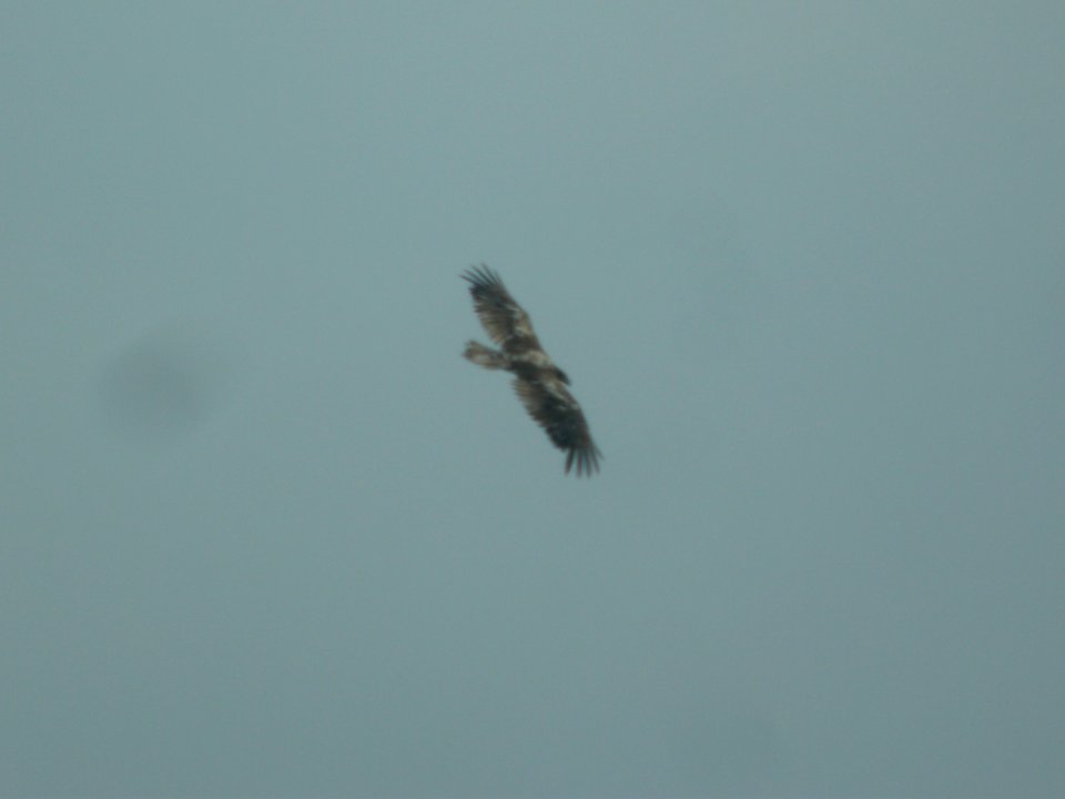 DSCN8694c Bald Eagle Braidwood IL 7-13-2017