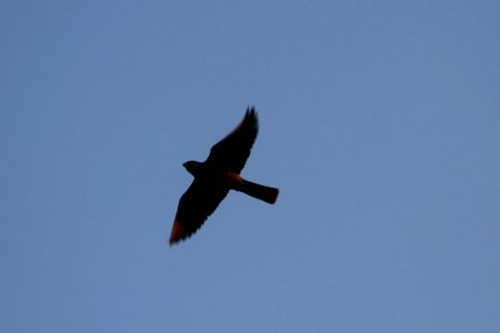 IMG 0192c Peregrine Falcon LaSalle FWA IN 8-10-2017