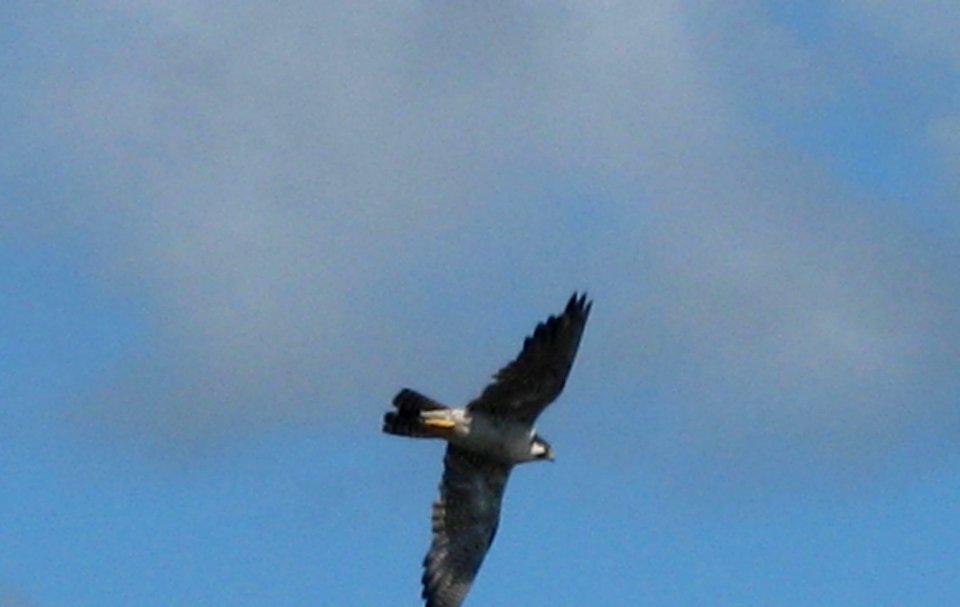 IMG 2606 c Peregrine Falcon  Kankakee Co IL 8-22-09