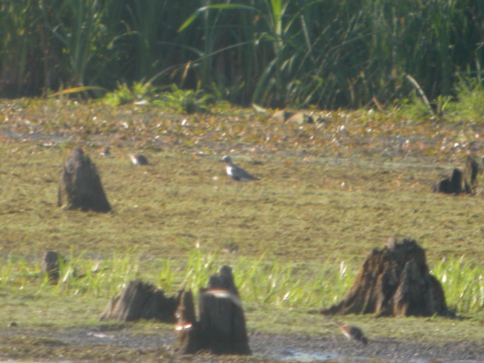 DSCN8824c Black-bellied Plover LaSalle FWA IN 8-9-2017