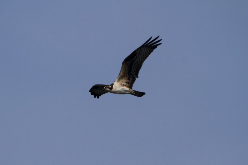 IMG 0399c Osprey (juv) LeVasseur Park Kankakee IL 8-20-2017
