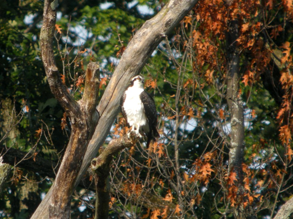 DSCN9054c Osprey LeVasseur Park Kankakee IL 8-20-2017