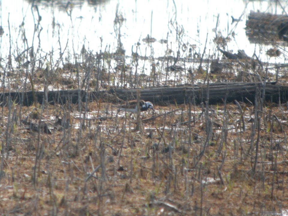 DSCN0256c Ruddy Turnstone LaSalle FWA IN 5-13-2017