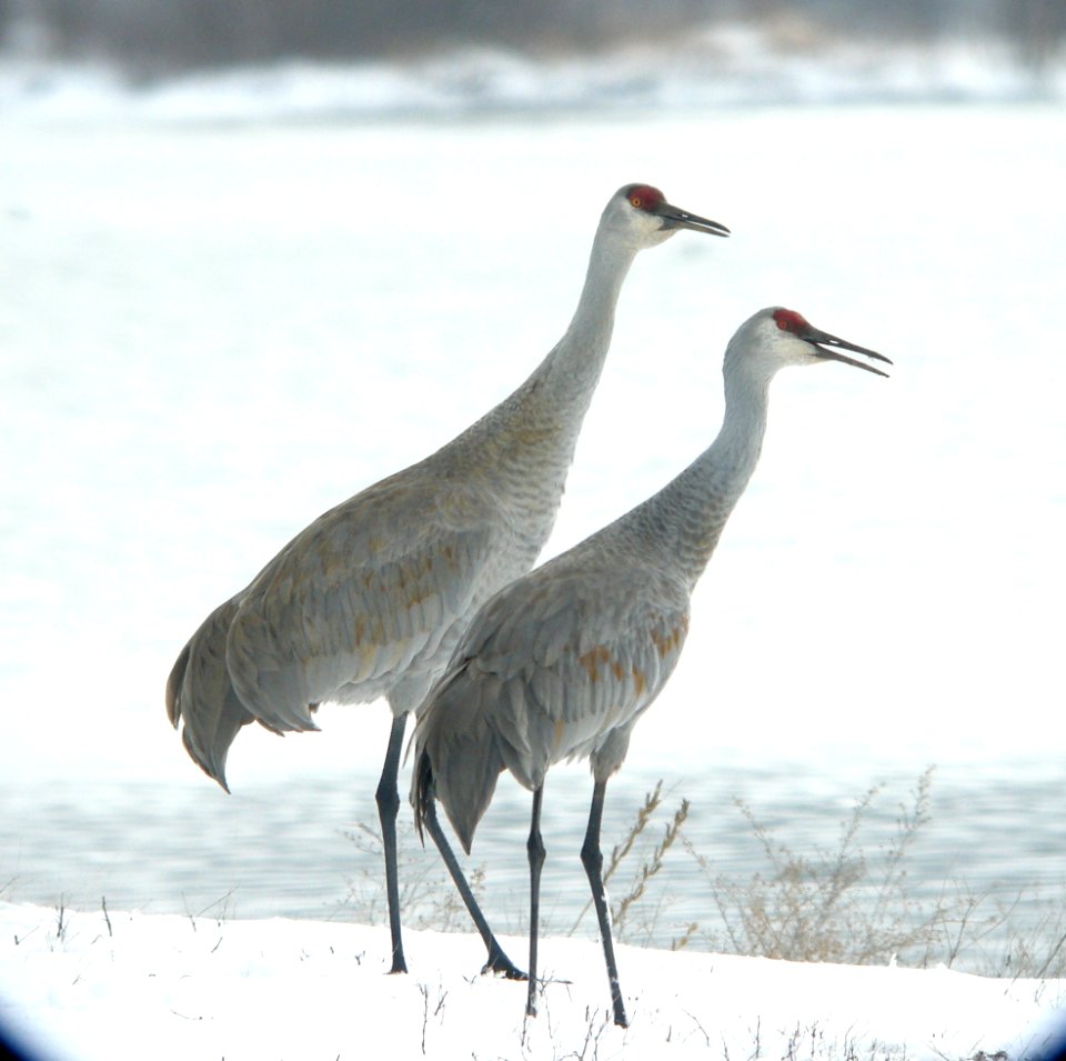 DSCN7127 c Sandhill Crane  Newton Co IN 3-7-13
