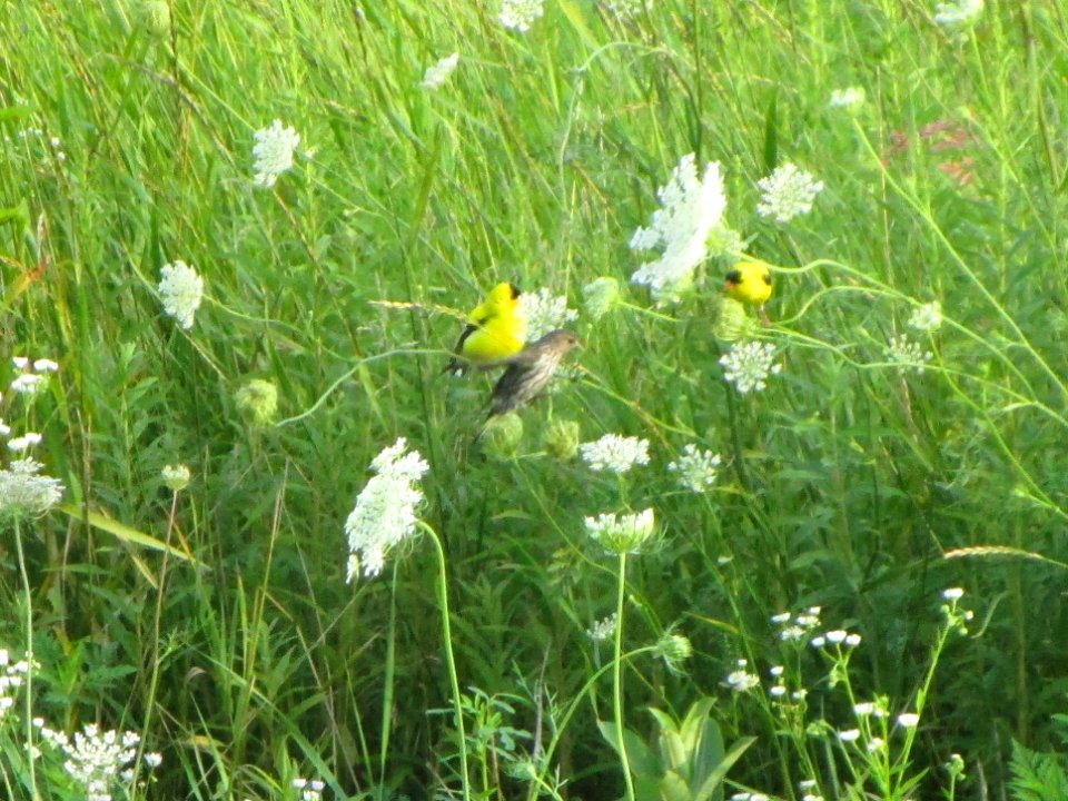 IMG 3050c Pine Siskin Perry Farm Prairie Kankakee Co IL 7-28-2017