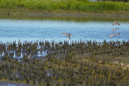 IMG 7458c Stilt Sandpiper Willowhaven Area Kankakee Co IL 6-2-2017