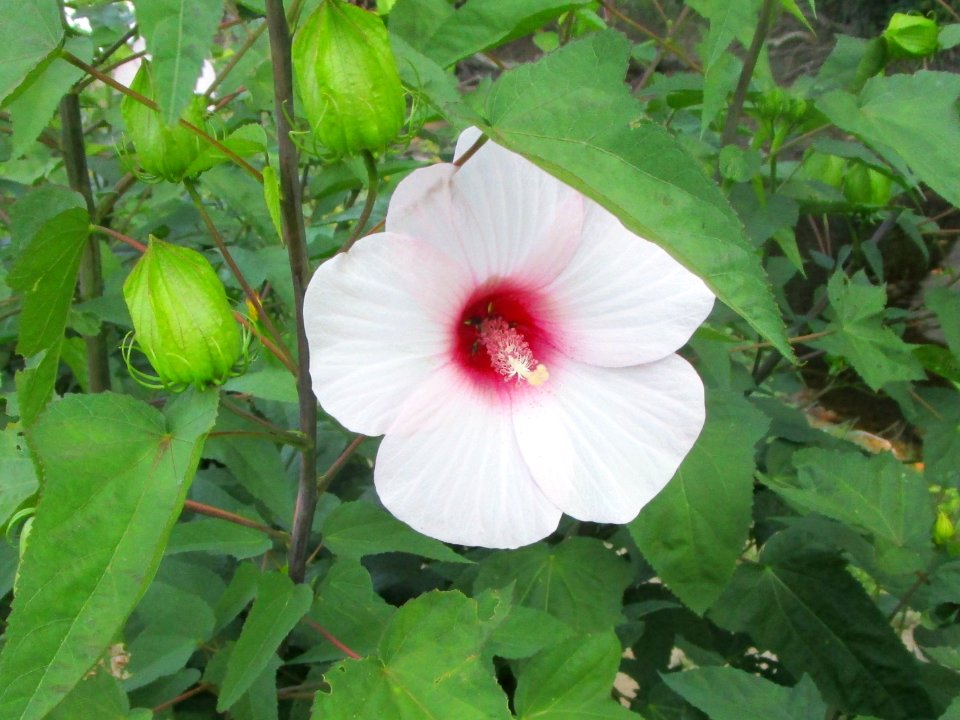 IMG 3092c Halberd-Leaved Rose-Mallow Metro-Sewer Kankakee IL 8-16-2017