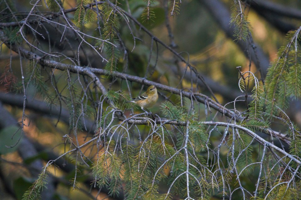IMG 2021c Bay-breasted Warbler Hse Kankakee IL 9-15-2017