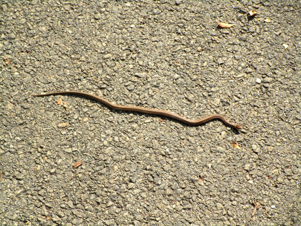 IMG 3163c Midland Brown Snake Metro-Sewer Kankakee Co IL 9-11-2017