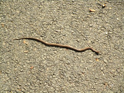 IMG 3163c Midland Brown Snake Metro-Sewer Kankakee Co IL 9-11-2017
