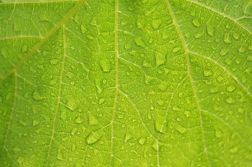 Wet macro rain photo